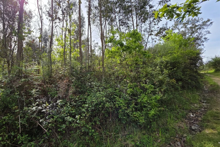Terreno para Venda em Paço de Sousa Foto 25