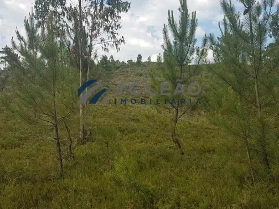 Terreno Agricola ou Rústico para Venda em Sobreira Foto 12