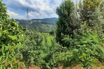 Quinta T3 para Venda em Boelhe