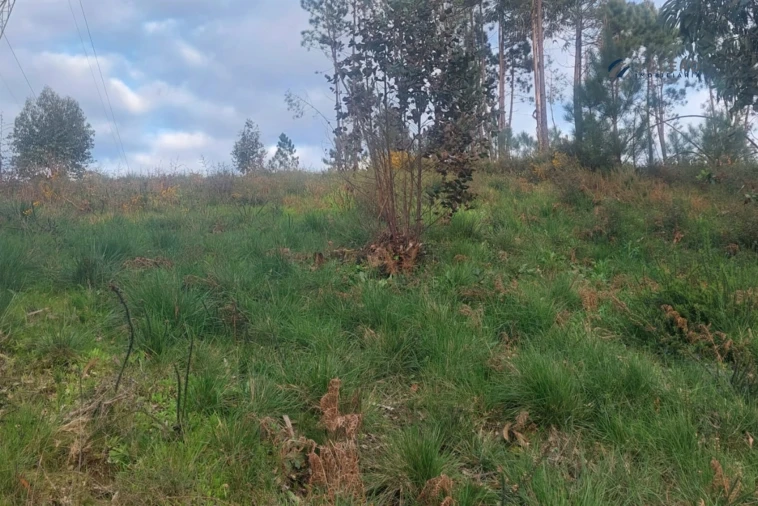 Terreno Agricola ou Rústico para Venda em Recarei Foto 5