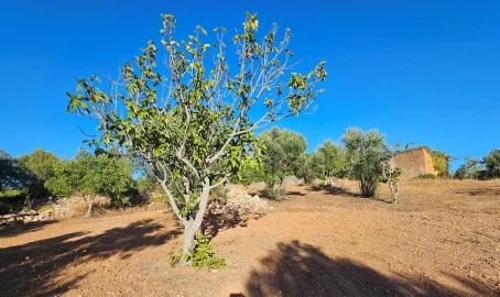 Terreno para Venda em Loule (São Clemente)