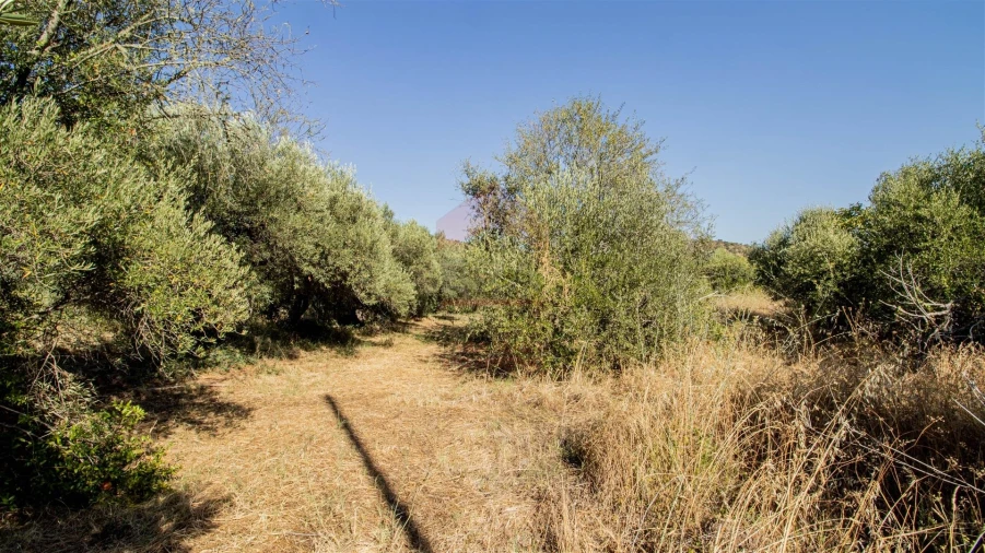 Terreno Agricola ou Rústico para Venda em Alcoutim e Pereiro Foto 3