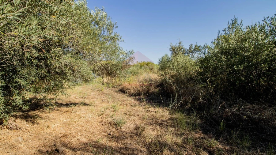 Terreno Agricola ou Rústico para Venda em Alcoutim e Pereiro Foto 4