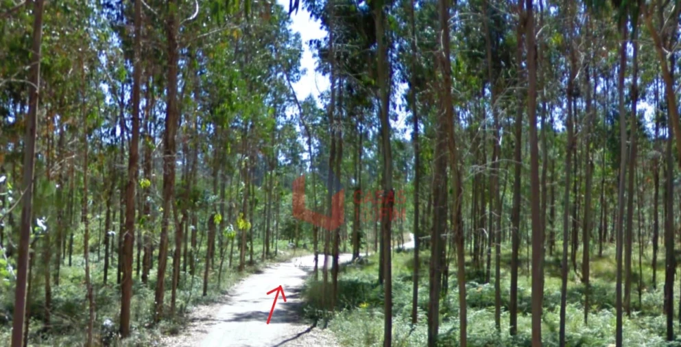 Terreno Agricola ou Rústico para Venda em São Mamede