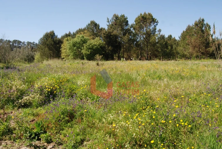Terreno Agricola ou Rústico para Venda em Batalha Foto 4