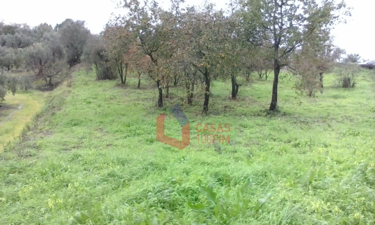Terreno Agricola ou Rústico para Venda em Juncal Foto 1