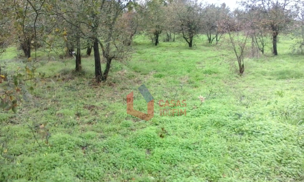 Terreno Agricola ou Rústico para Venda em Juncal Foto 3