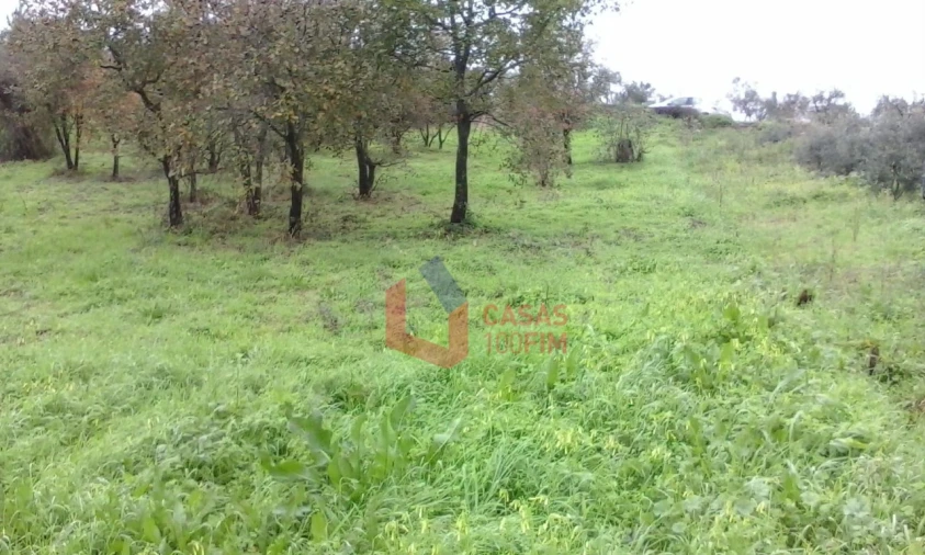 Terreno Agricola ou Rústico para Venda em Juncal Foto 2