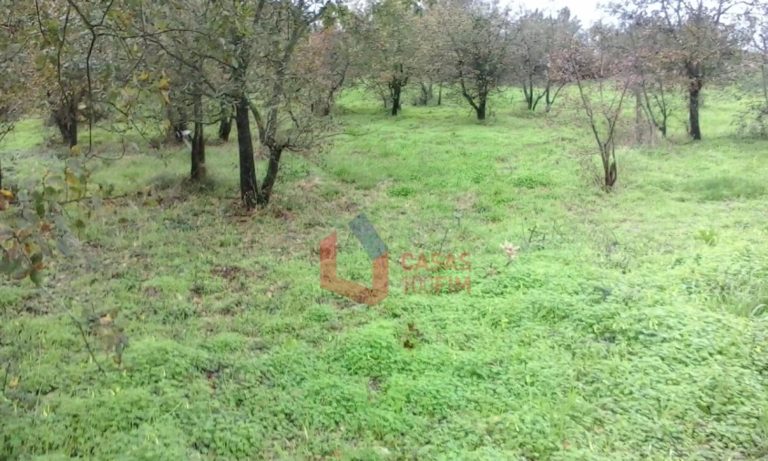 Terreno Agricola ou Rústico para Venda em Juncal Foto 3