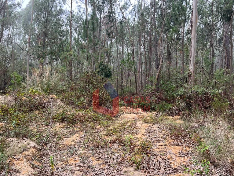 Terreno Agricola ou Rústico para Venda em Juncal Foto 1