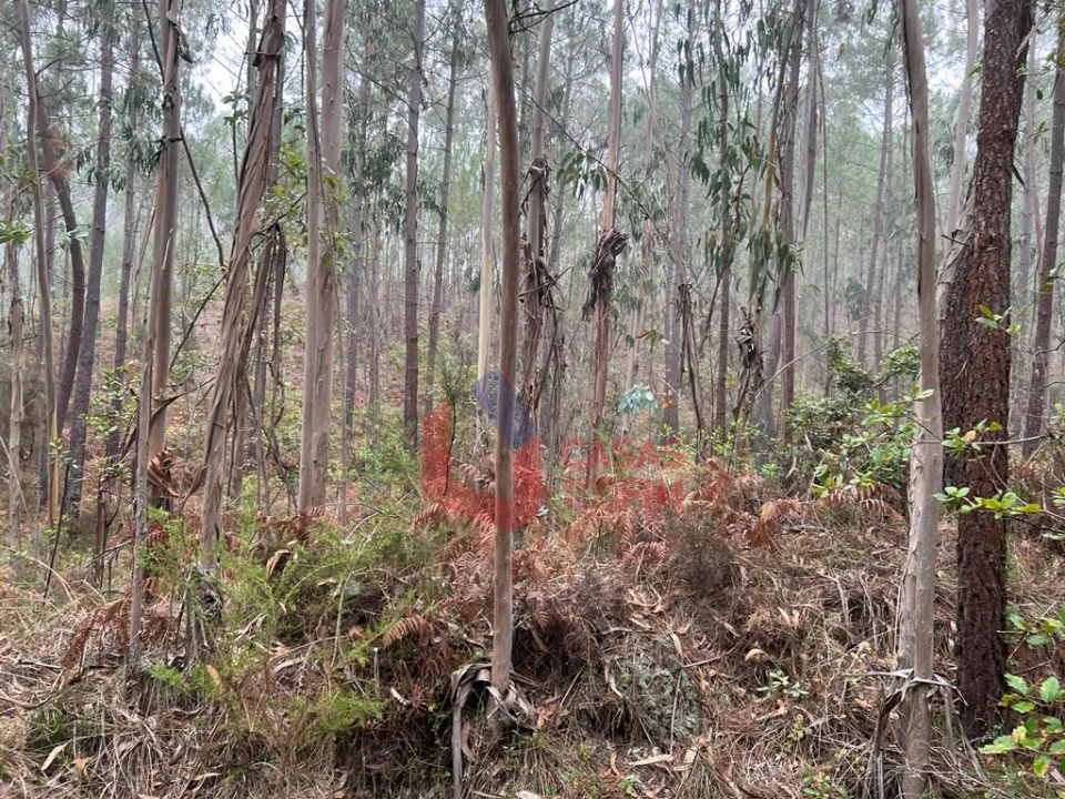 Terreno Agricola ou Rústico para Venda em Juncal Foto 2