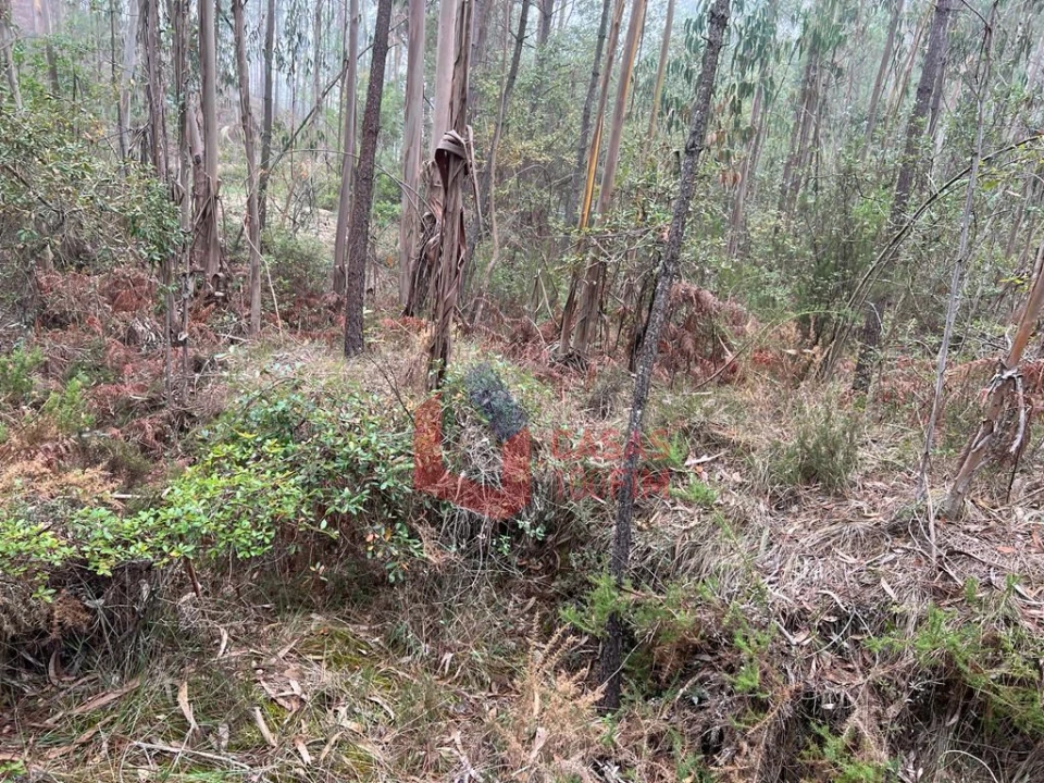 Terreno Agricola ou Rústico para Venda em Juncal Foto 4