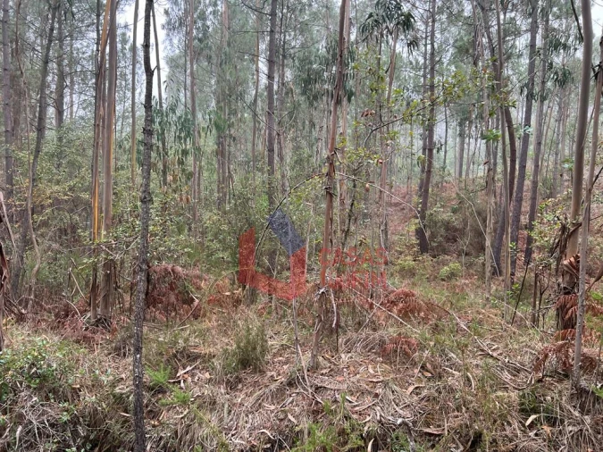 Terreno Agricola ou Rústico para Venda em Juncal Foto 3
