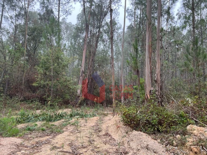 Terreno Agricola ou Rústico para Venda em Juncal Foto 6