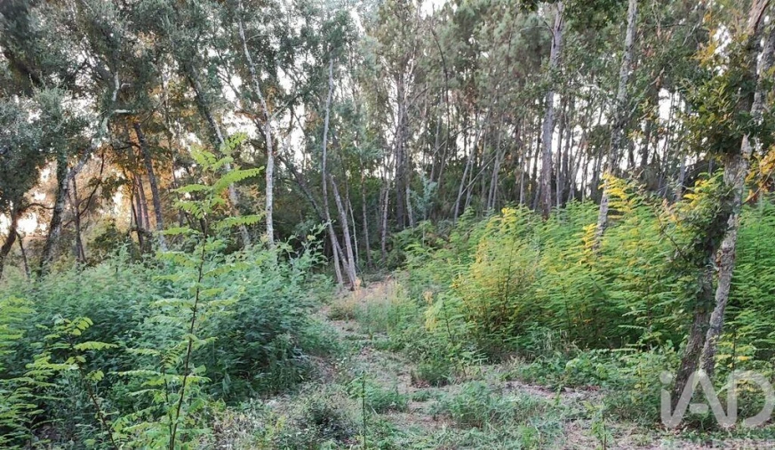 Terreno para Venda em Sarzedo Foto 9