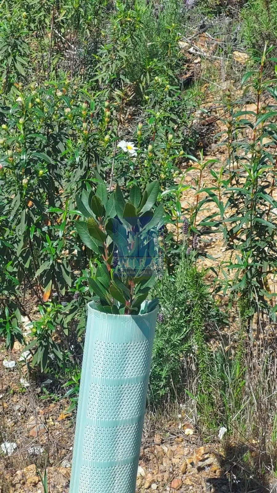 Quinta T2 para Venda em São Silvestre Foto 6