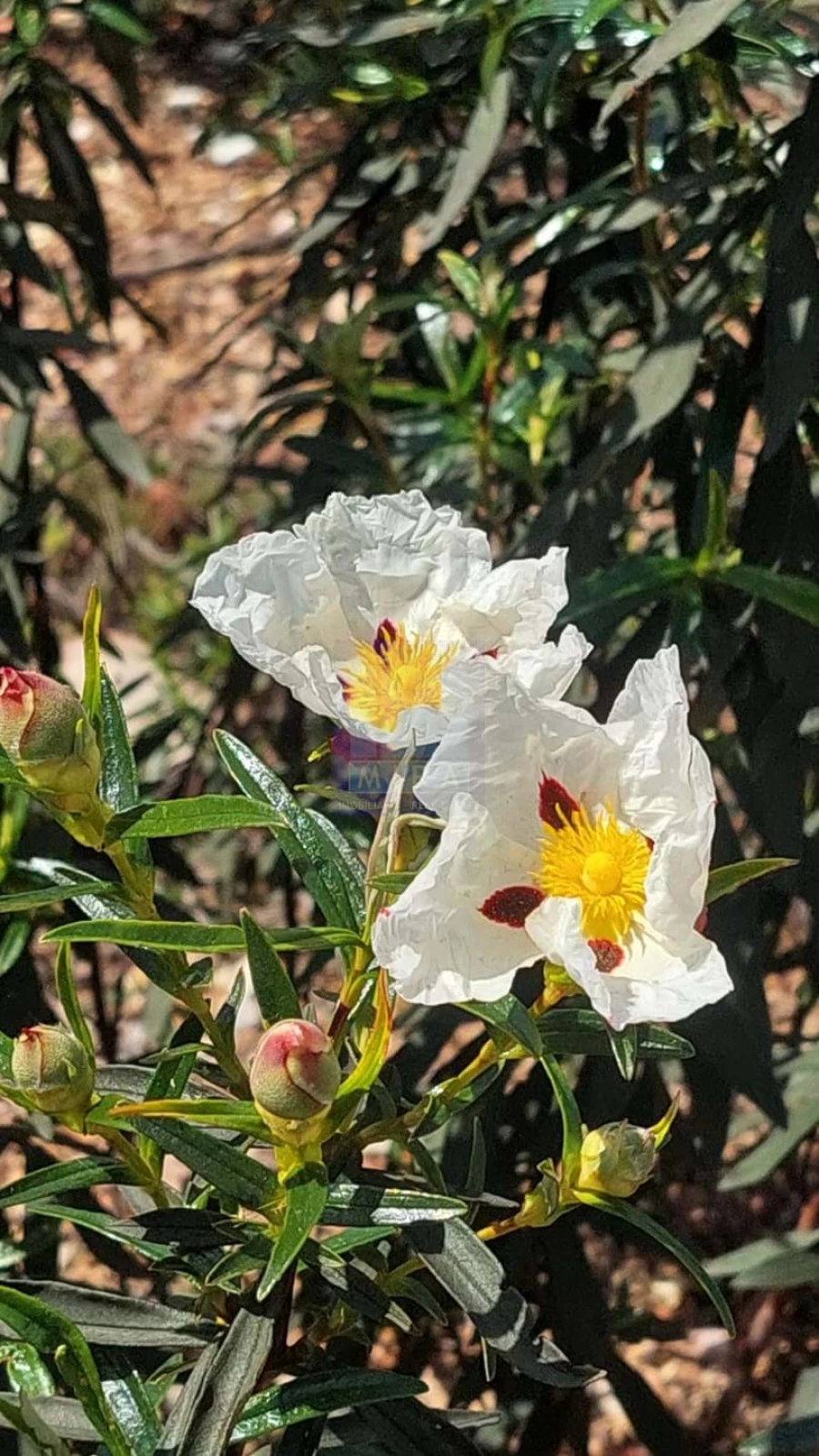Quinta T2 para Venda em São Silvestre Foto 5