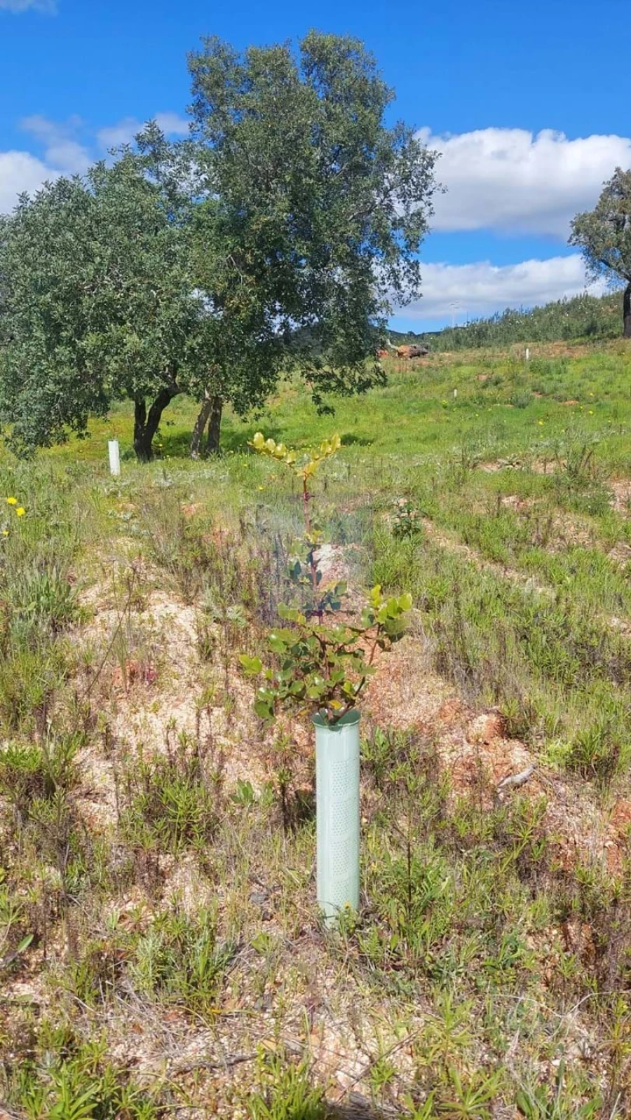 Quinta T2 para Venda em São Silvestre Foto 33