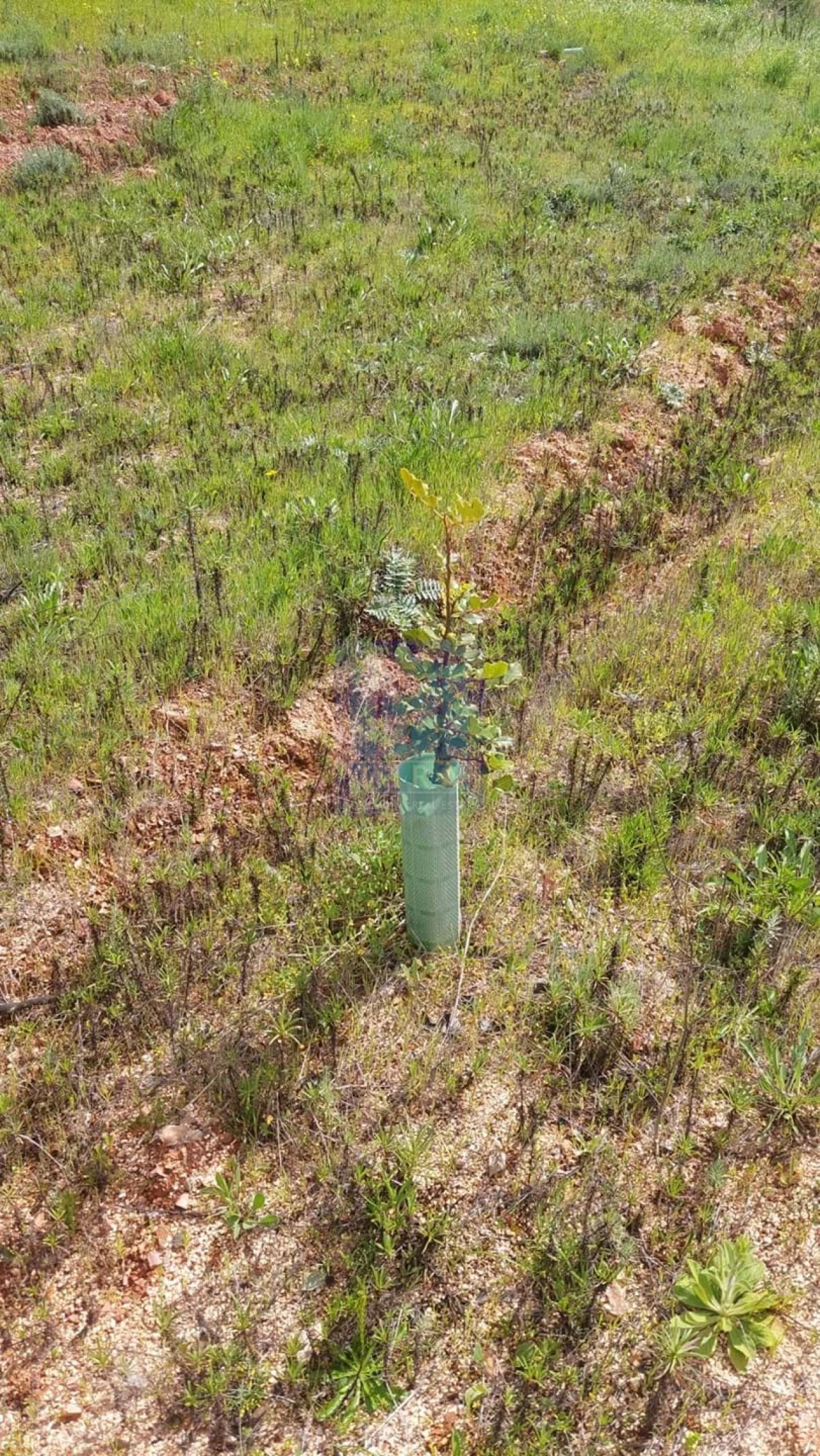 Quinta T2 para Venda em São Silvestre Foto 35