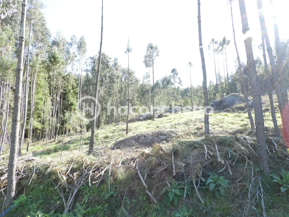 Terreno Agricola ou Rústico para Venda em Quintiães e Aguiar Foto 6