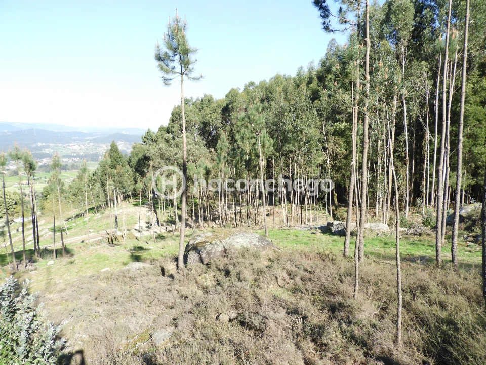 Terreno Agricola ou Rústico para Venda em Quintiães e Aguiar Foto 7