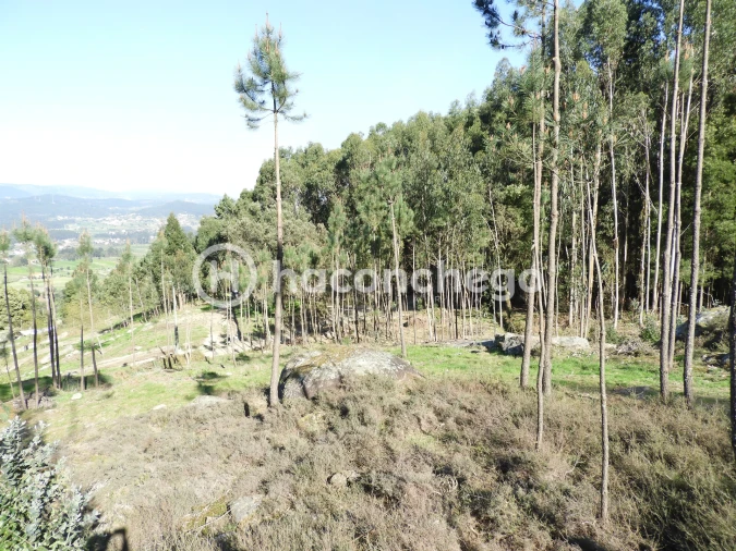 Terreno Agricola ou Rústico para Venda em Quintiães e Aguiar Foto 8