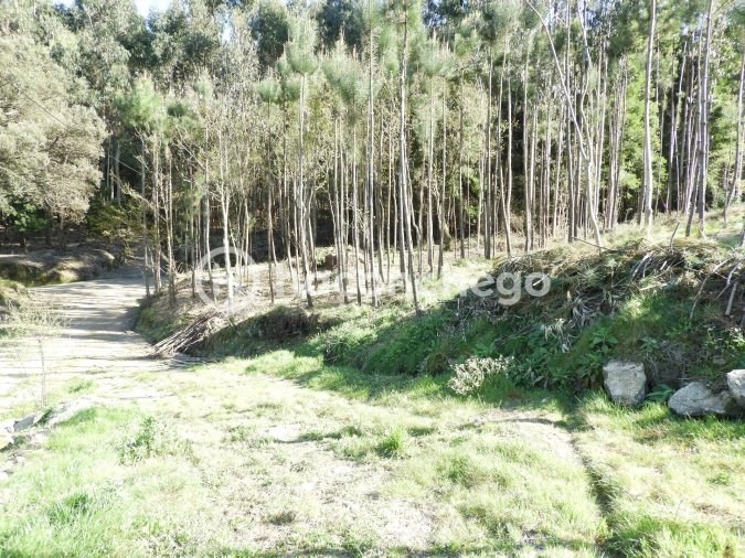 Terreno Agricola ou Rústico para Venda em Quintiães e Aguiar Foto 5