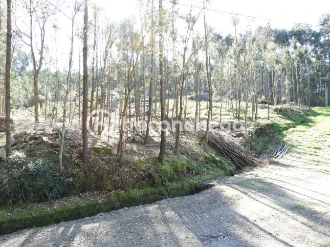 Terreno Agricola ou Rústico para Venda em Quintiães e Aguiar Foto 4