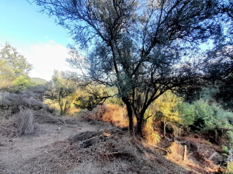 Quinta T2 para Venda em Soajo Foto 9
