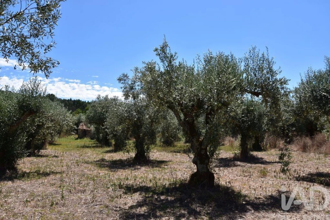 Moradia T1 para Venda em Nossa Senhora do Pranto Foto 13