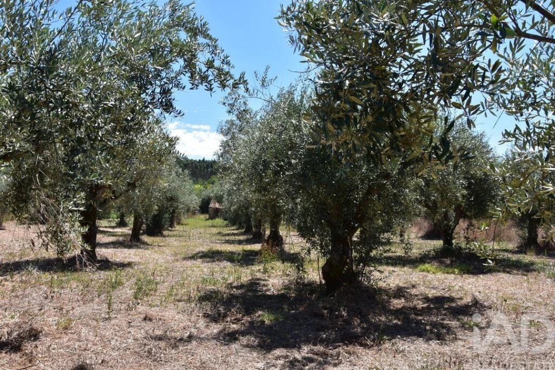 Moradia T1 para Venda em Nossa Senhora do Pranto Foto 12