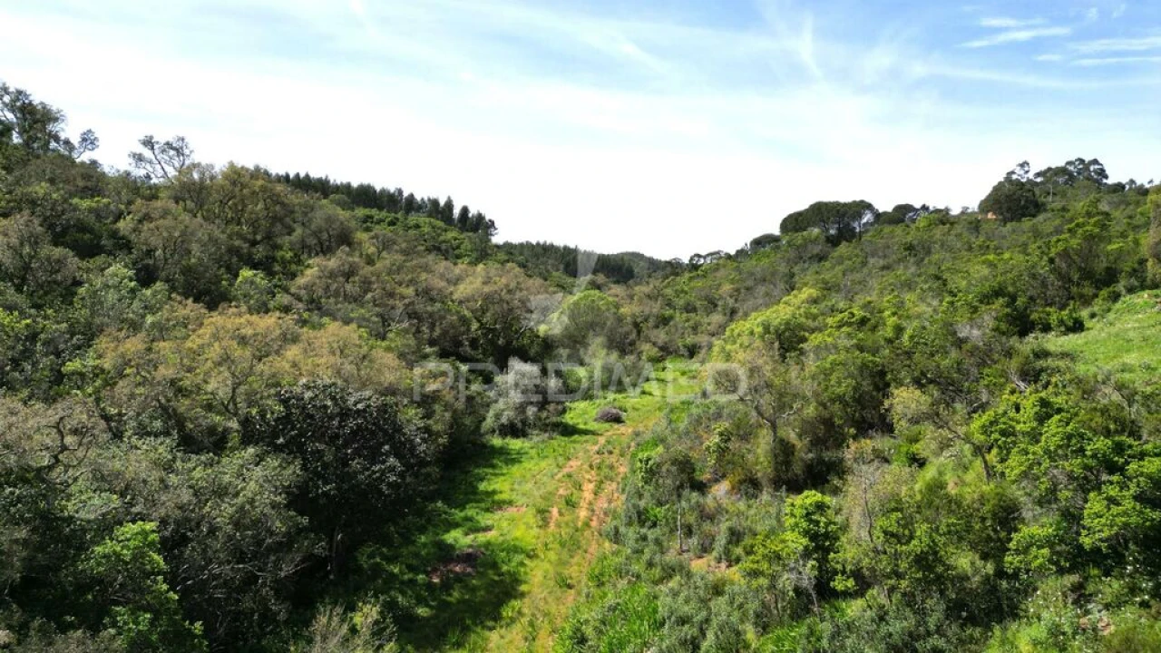 Quinta para Venda em São Teotónio Foto 14