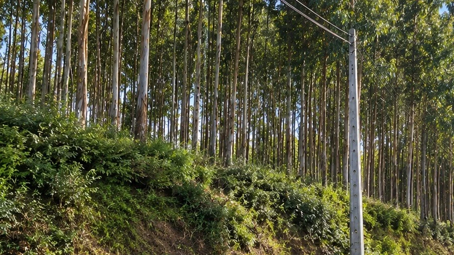 Terreno para Venda em Penamaior