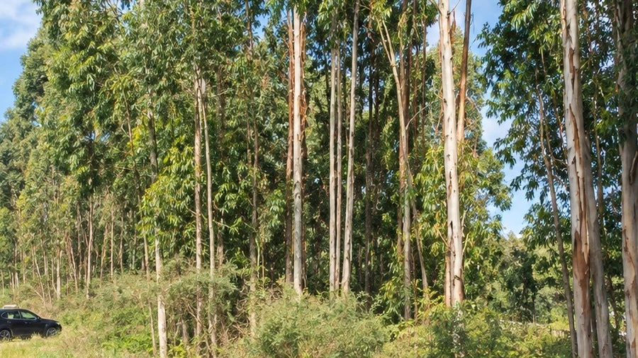 Terreno para Venda em Penamaior