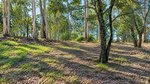 Terreno para Venda em Carvalhosa