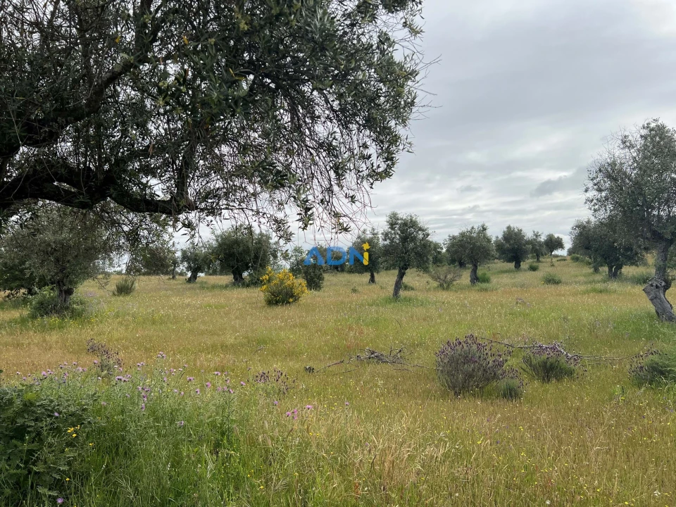 Quinta para Venda em Alcaide Foto 8