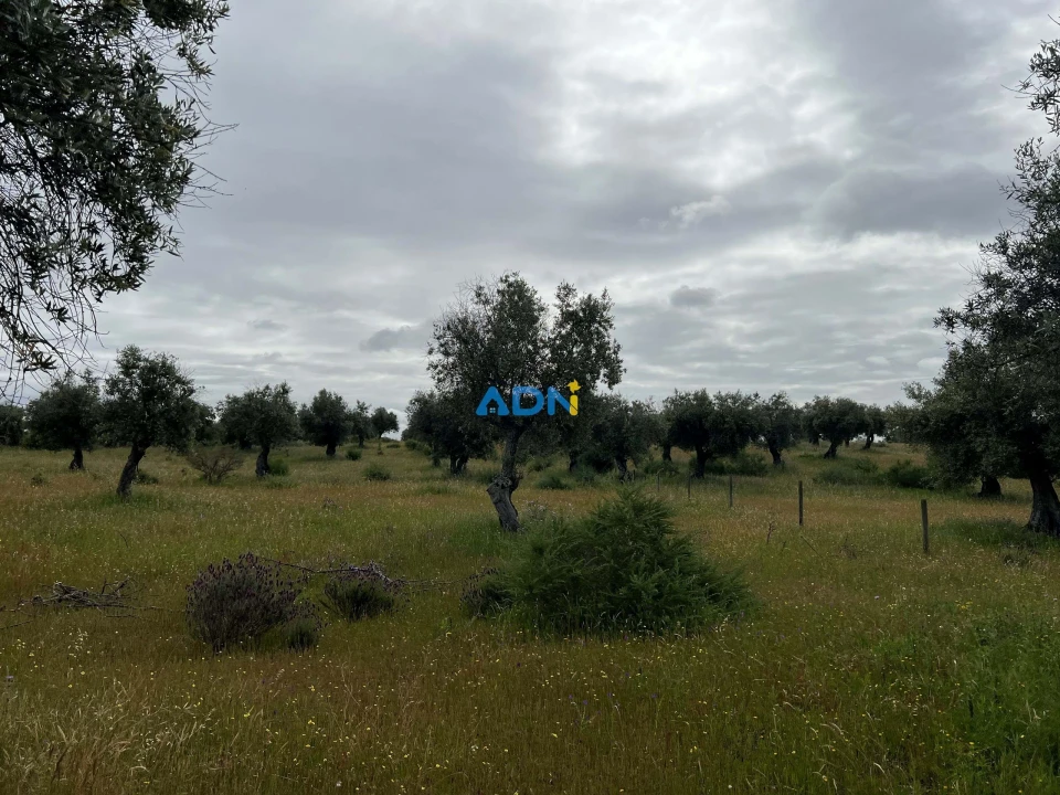 Quinta para Venda em Alcaide Foto 6