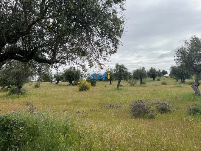 Quinta para Venda em Alcaide Foto 8