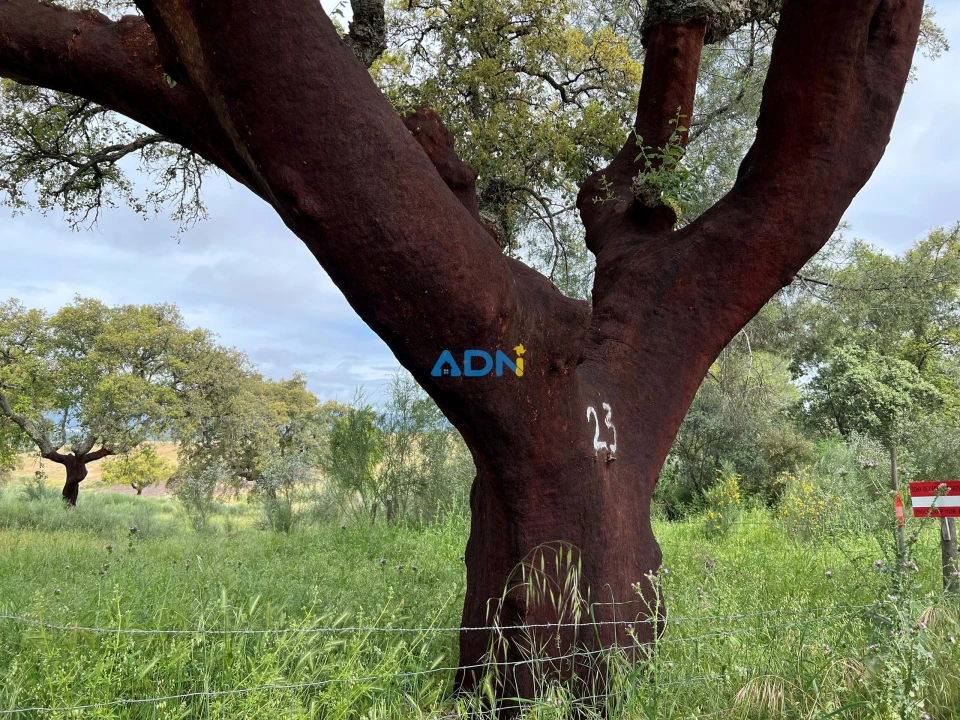 Quinta para Venda em Alcaide Foto 24