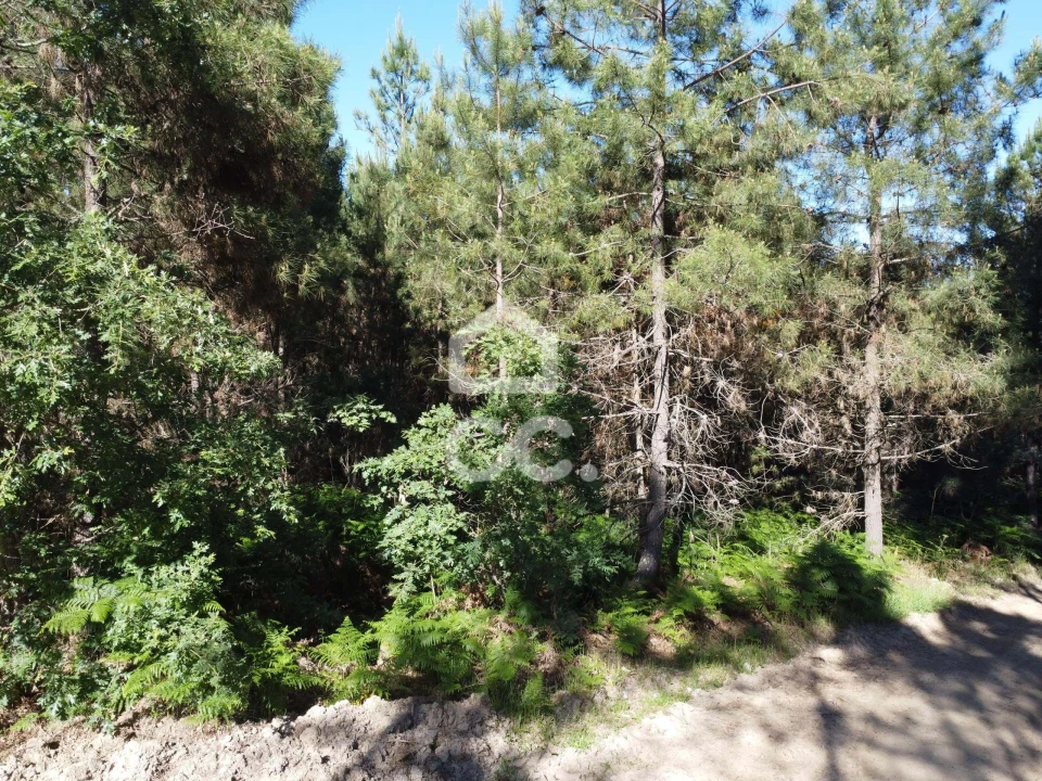 Terreno para Venda em Redondelo Foto 16