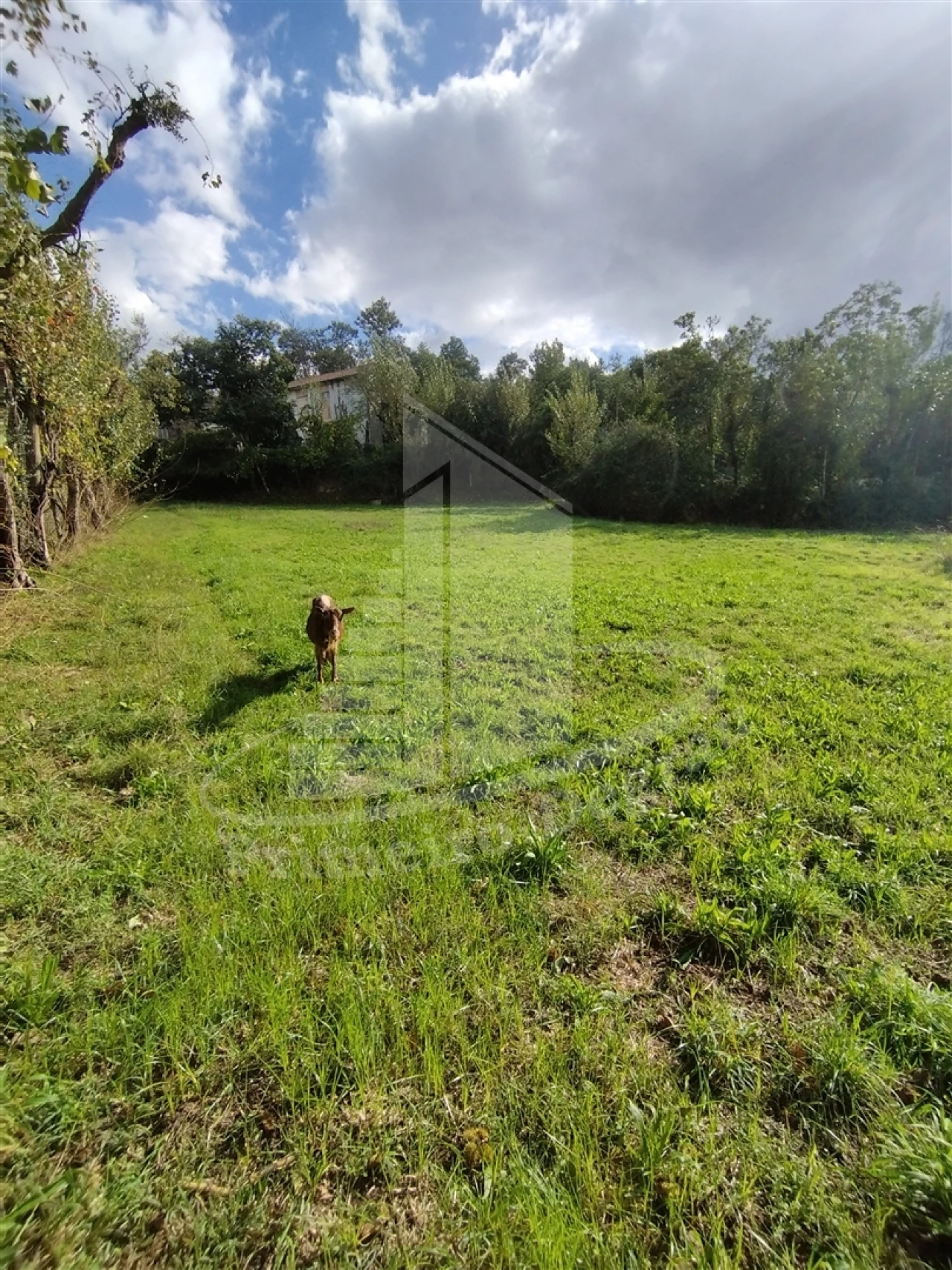 Quinta T0 para Venda em Este (São Pedro e São Mamede) Foto 5