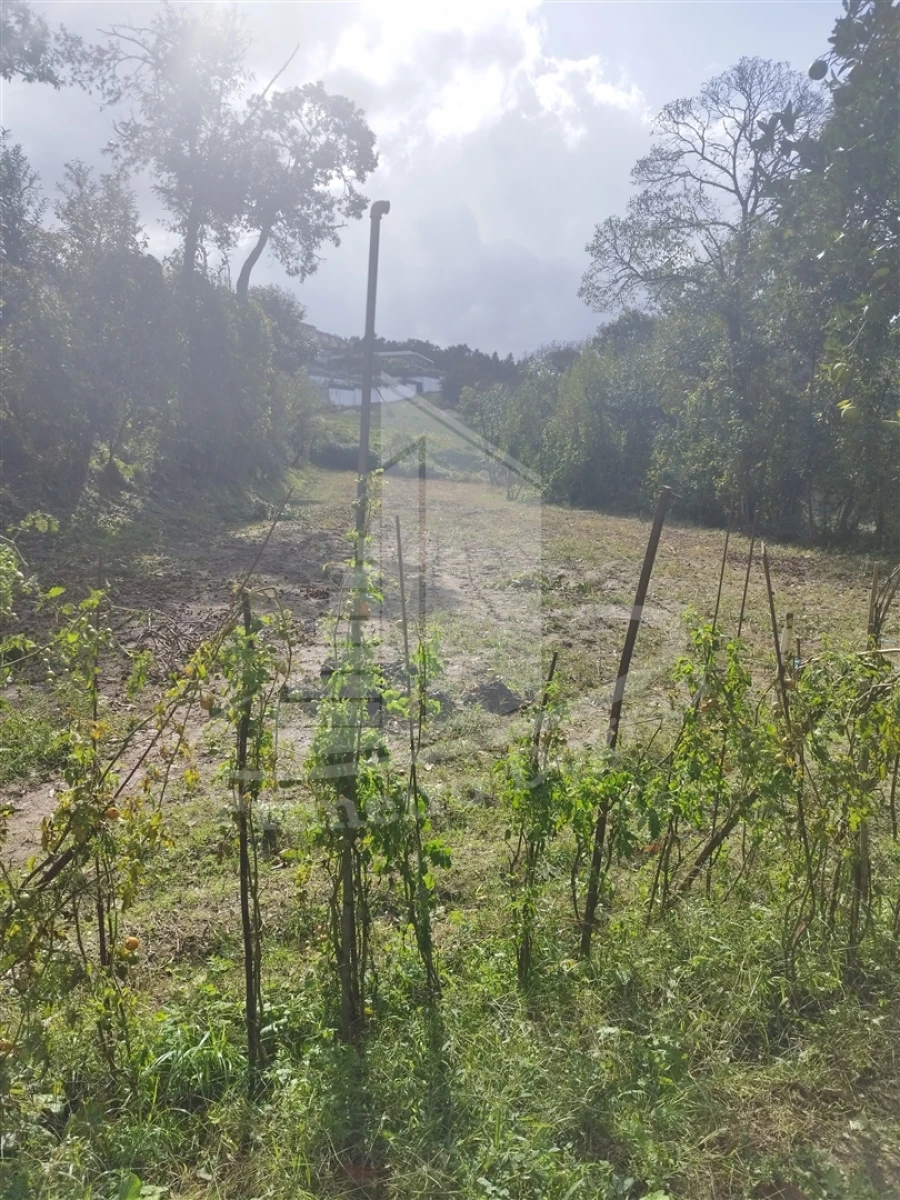 Quinta T0 para Venda em Este (São Pedro e São Mamede) Foto 30