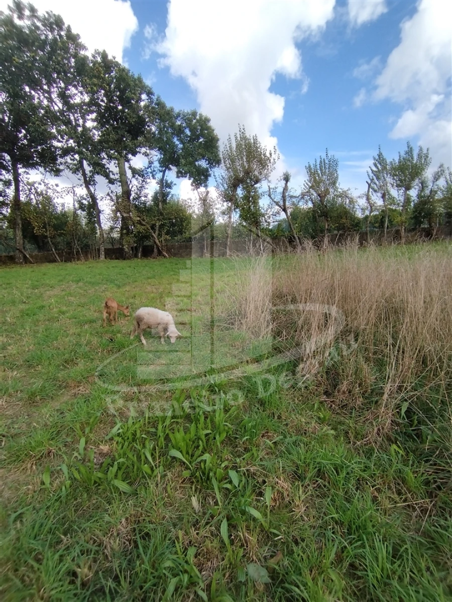 Quinta T0 para Venda em Este (São Pedro e São Mamede) Foto 6