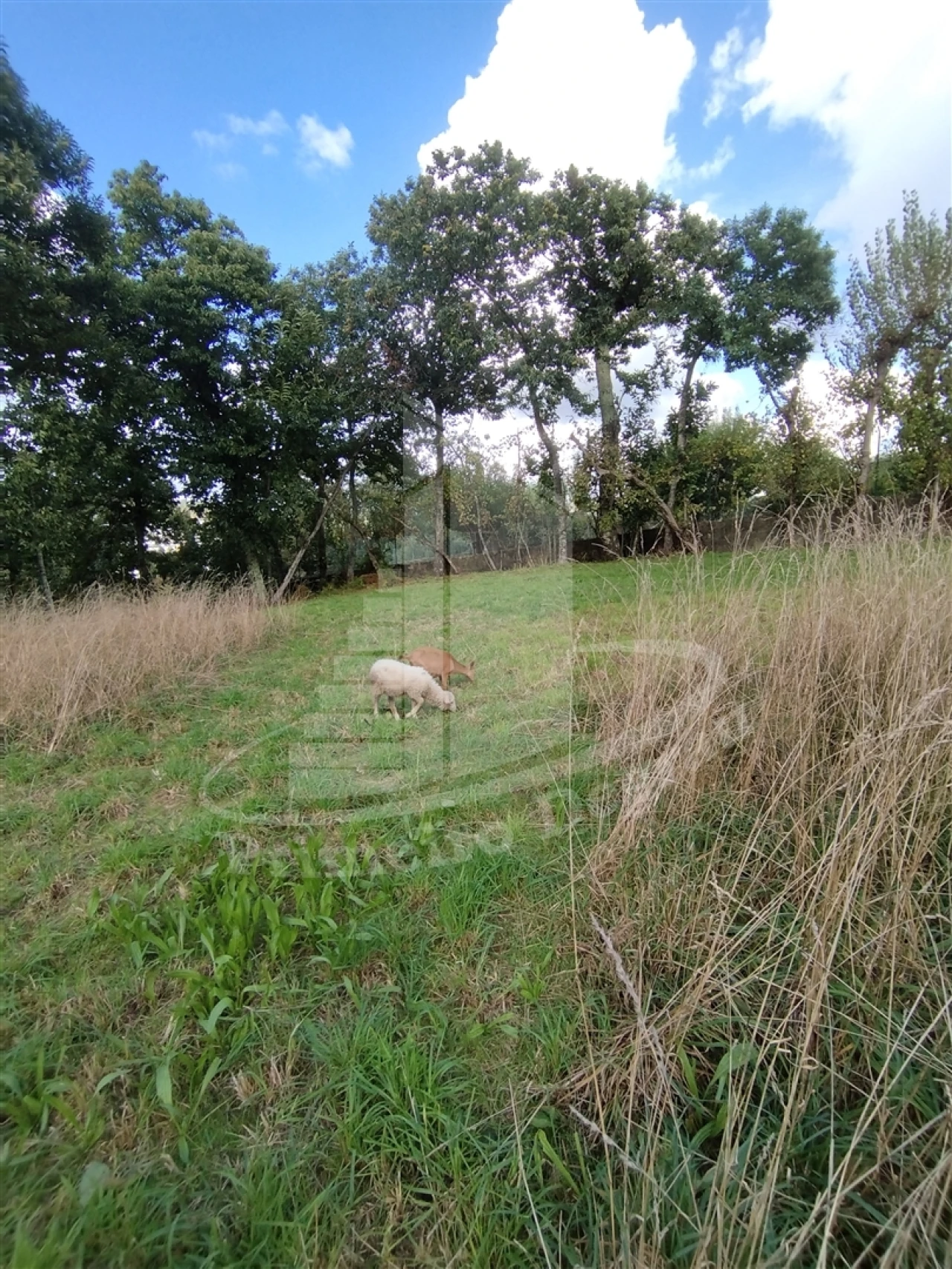 Quinta T0 para Venda em Este (São Pedro e São Mamede) Foto 7