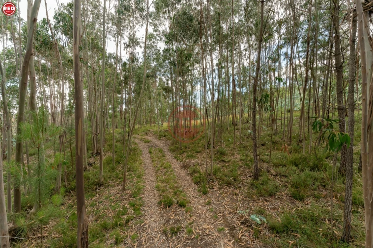 Quinta T0 para Venda em Sandim, Olival, Lever e Crestuma Foto 7