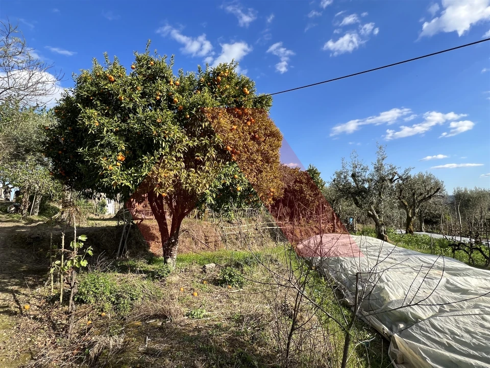 Terreno Agricola ou Rústico para Venda em Povoa de Midões Foto 7
