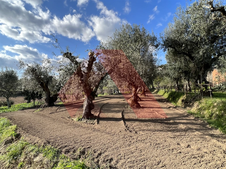 Terreno Agricola ou Rústico para Venda em Povoa de Midões Foto 8