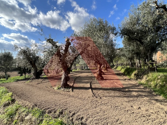 Terreno Agricola ou Rústico para Venda em Povoa de Midões Foto 8
