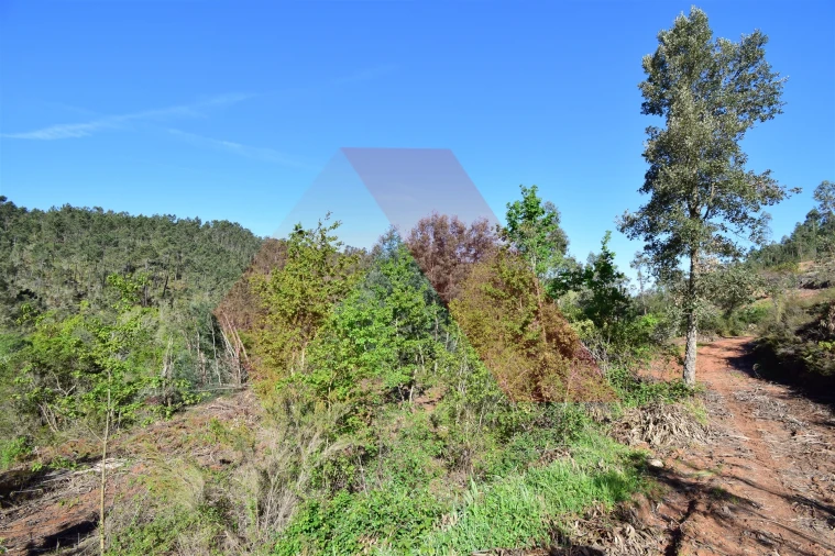 Terreno Agricola ou Rústico para Venda em Mouronho Foto 3