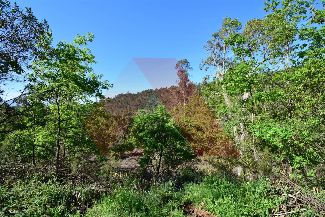Terreno Agricola ou Rústico para Venda em Mouronho Foto 1